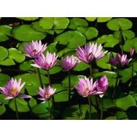 Дзеркало  550*750 (1 поличка)