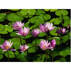 Дзеркало  550*750 (1 поличка)