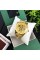 Winner 8173 Gold
