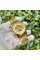 Forsining 8250 Gold-Gold