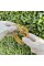 Forsining 8250 Gold-Gold
