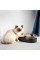 Годівниця PETKIT Fresh Nano Metal 15° Adjustable Cat Feeding Bowl (P5201) (P5201)