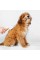 Пуходірка-слікер PETKIT Pet Grooming Brush2 (PETKIT-PGB2)