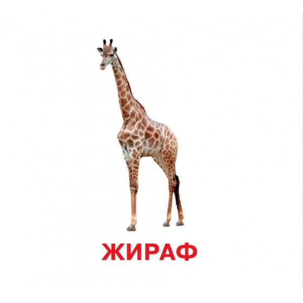 Развивающие карточки для детей Дикие животные J011y, 18 картинок