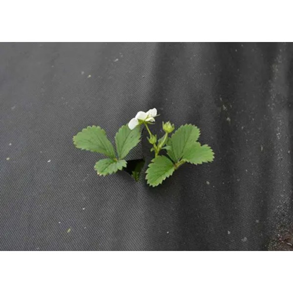 Агроволокно"AgroStar" 50 UV чорне(1,05*50)