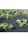 Агроволокно"AgroStar" 50 UV чорне(1,05*50)