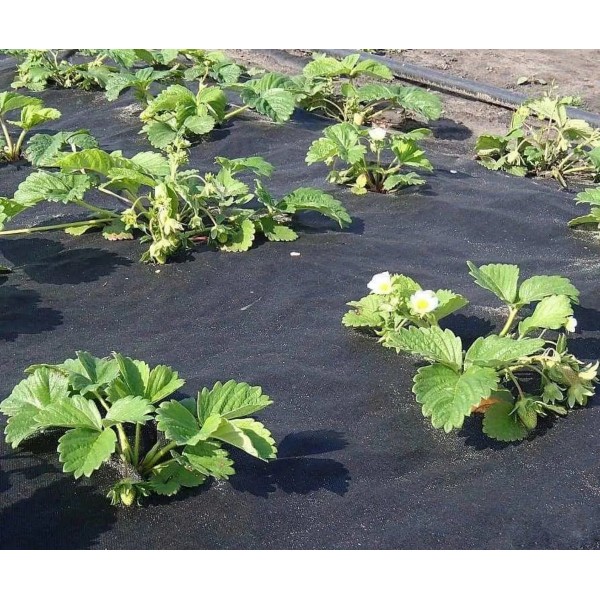 Агроволокно"AgroStar" 50 UV чорне(1,05*50)